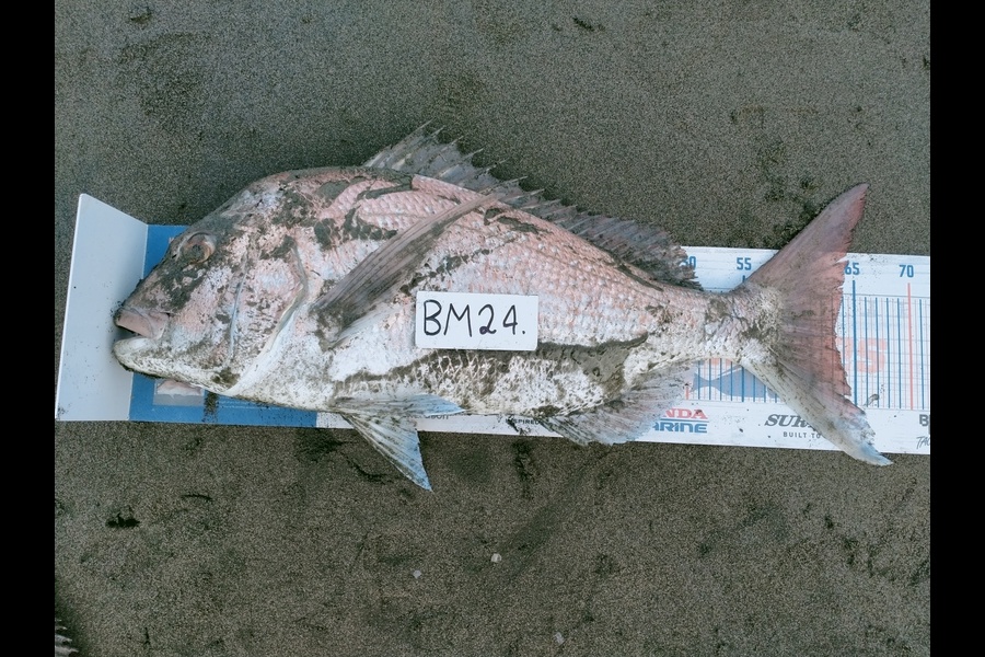 Keoni Ratahi caught this 63.0cm Snapper at Taranaki during The Export NZ Fishing Competition