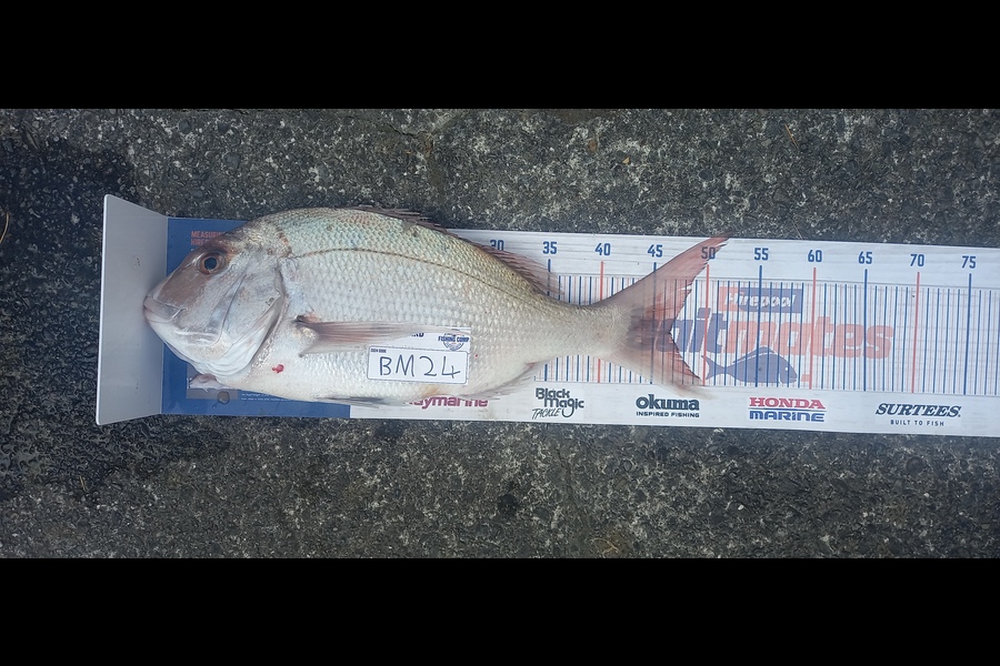 Cameron Rosson caught this 46.5cm Snapper at Wellington during The Export NZ Fishing Competition