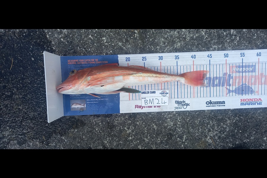 Cameron Rosson caught this 43.0cm Gurnard at Wellington during The Export NZ Fishing Competition