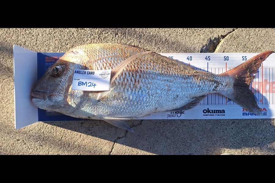 Marty Wehipeihana caught this 56.0cm Snapper at Bay of Plenty during The Export NZ Fishing Competition