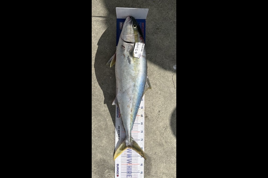 Sharo Sievers caught this 80.0cm Kingfish at Wellington during The Export NZ Fishing Competition