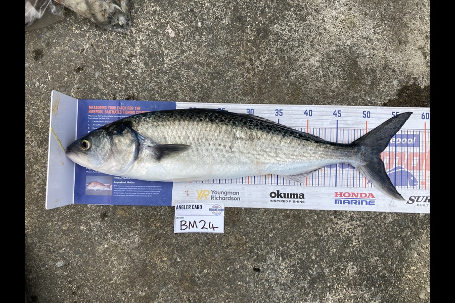 Anthony Murray caught this 52.0cm Kahawai at Wellington during The Export NZ Fishing Competition