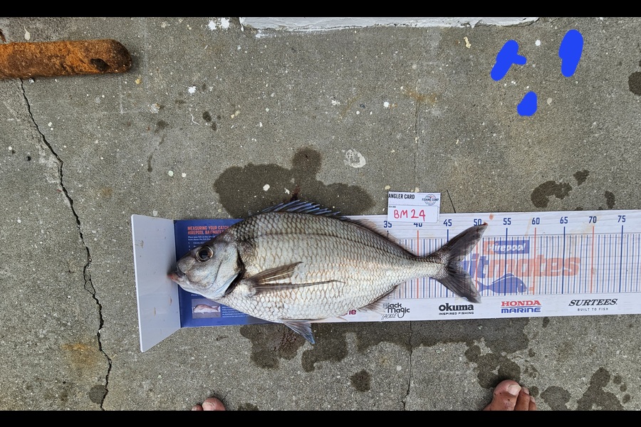 David  Douglas  caught this 47.0cm Tarakihi at Wellington during The Export NZ Fishing Competition