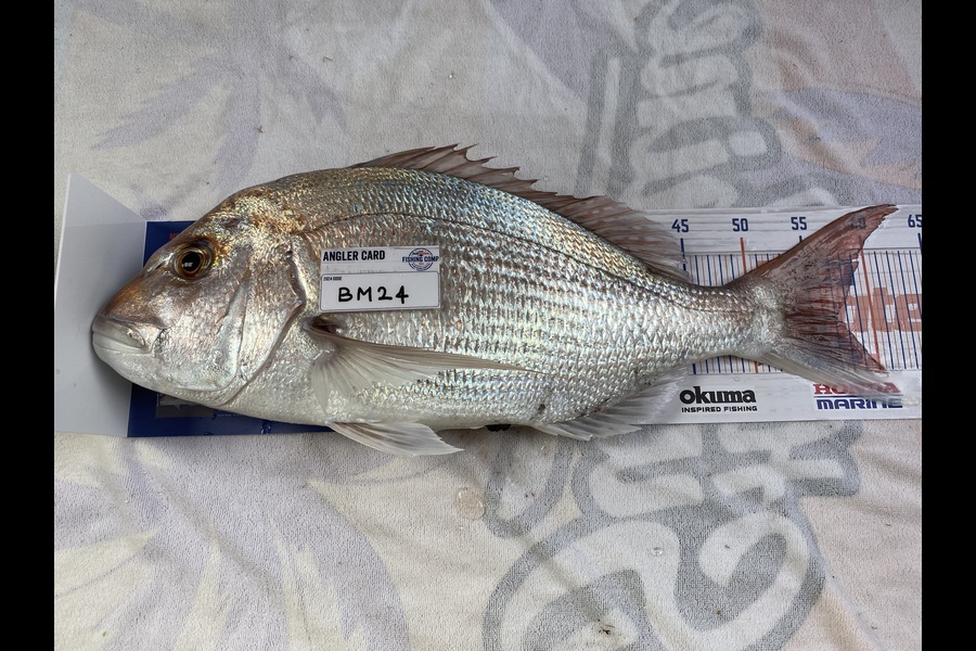 Hayden Tinsley caught this 57.0cm Snapper at Manawatu during The Export NZ Fishing Competition
