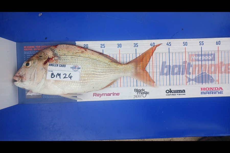 Pat Clotworthy caught this 38.0cm Snapper at Northland during The Export NZ Fishing Competition