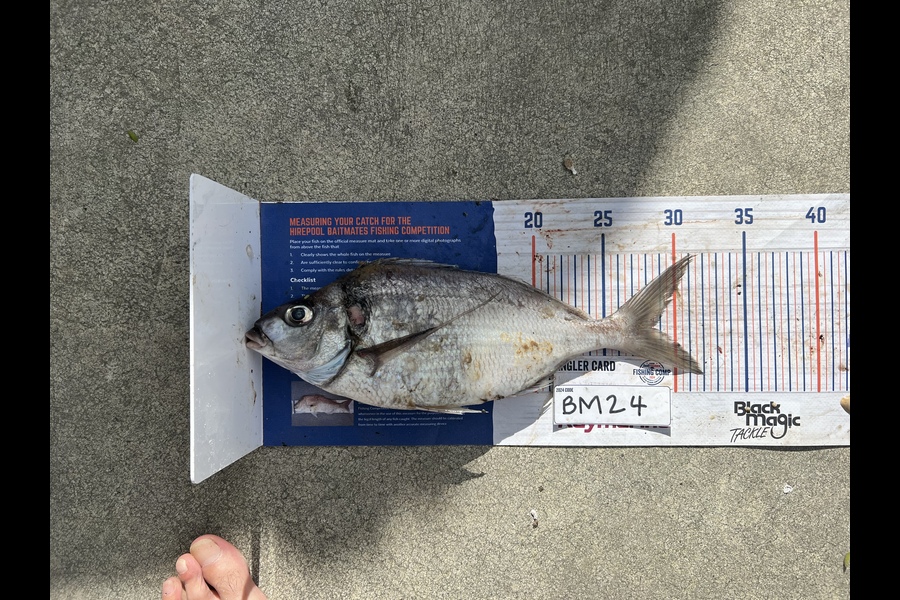 Michael Meads caught this 28.0cm Tarakihi at Manawatu during The Export NZ Fishing Competition