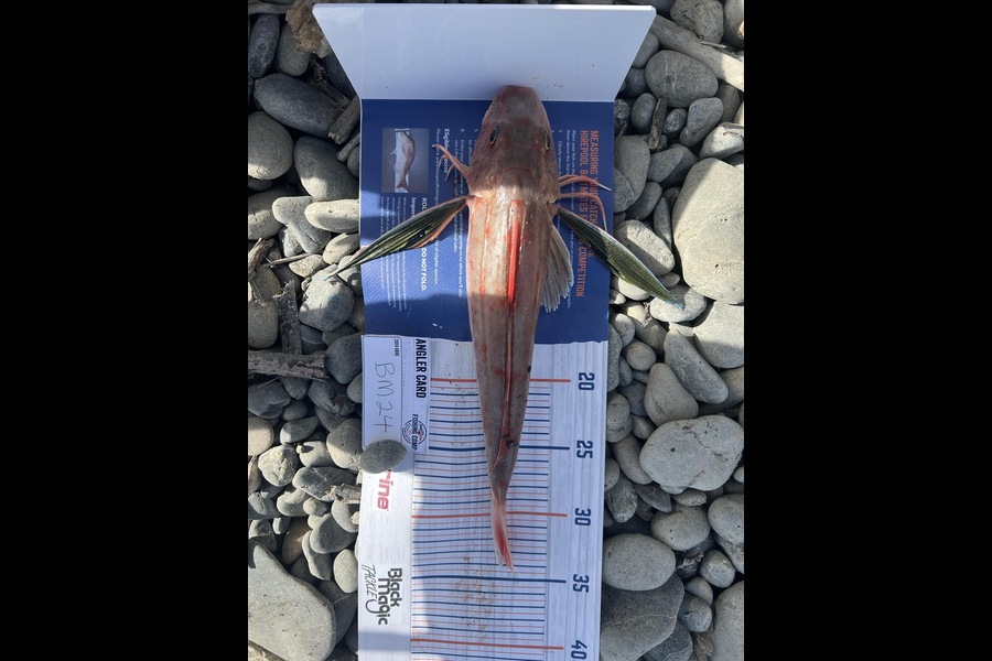 Samantha Sturt caught this 31.0cm Gurnard at Manawatu during The Export NZ Fishing Competition