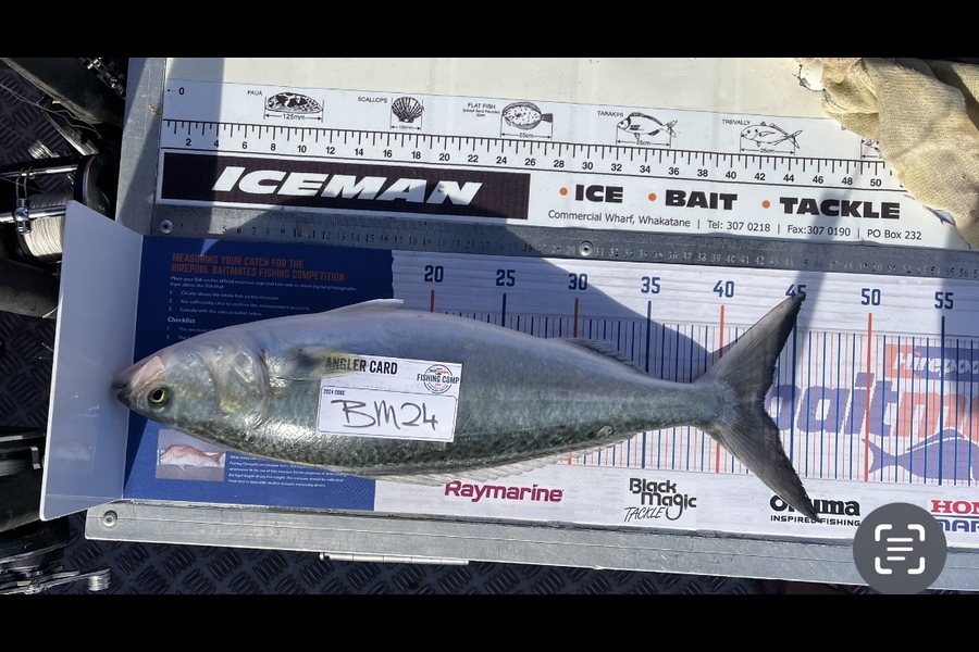 Paula Harrison caught this 43.0cm Kahawai at Bay of Plenty during The Export NZ Fishing Competition