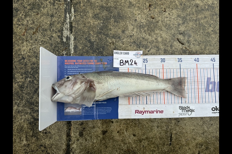 Tim Schroeder caught this 36cm Blue Cod at Nelson/Marlborough during The Export NZ Fishing Competition