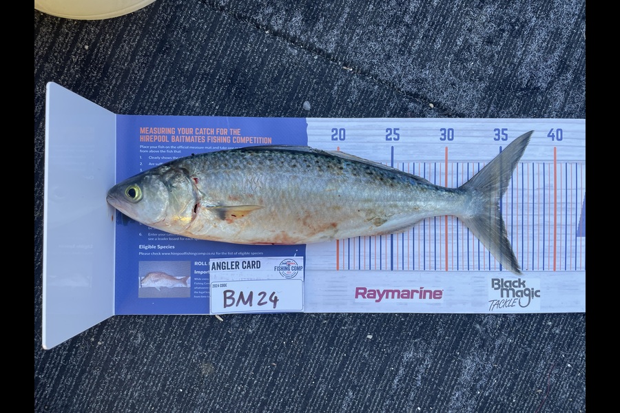 Corey Belfield caught this 35.0cm Kahawai at Coromandel during The Export NZ Fishing Competition