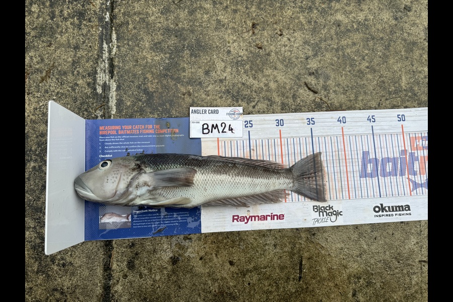 Evie Grace caught this 36.5cm Blue Cod at Nelson/Marlborough during The Export NZ Fishing Competition