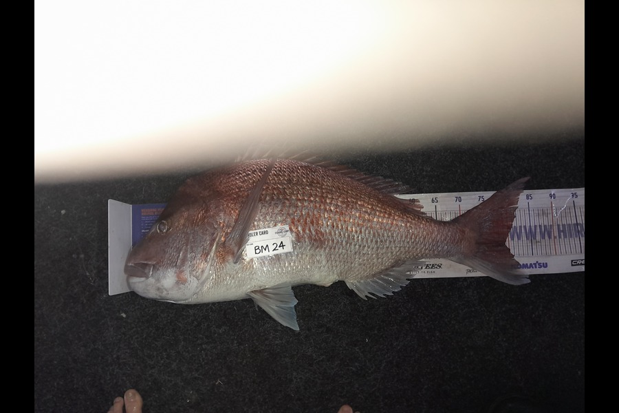 Jimmy Jobe caught this 79.0cm Snapper at Nelson/Marlborough during The Export NZ Fishing Competition