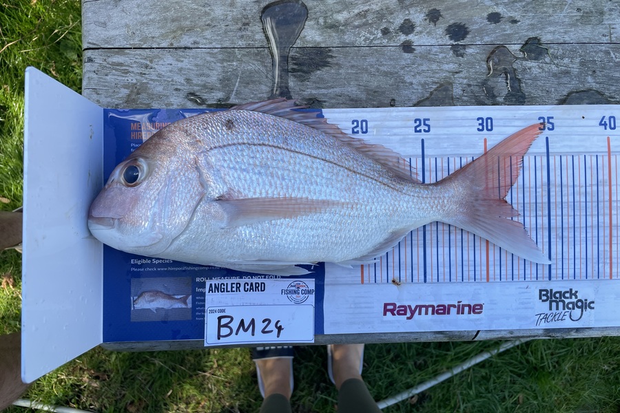 Hendrix Belfield caught this 32.5cm Snapper at Coromandel during The Export NZ Fishing Competition