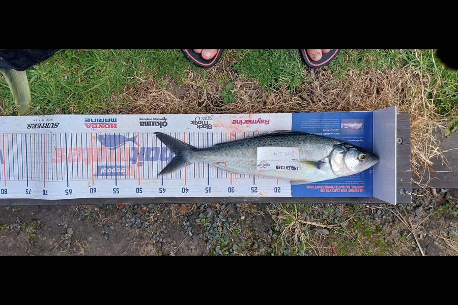 ollie McMurray caught this 42.0cm Kahawai at Auckland during The Export NZ Fishing Competition