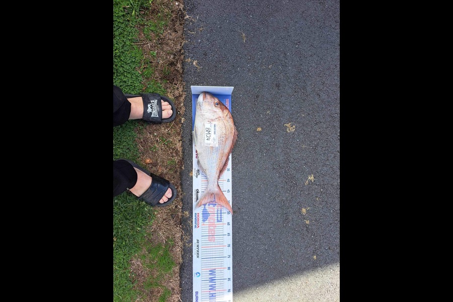 Nigel Beer  caught this 49.5cm Snapper at Coromandel during The Export NZ Fishing Competition