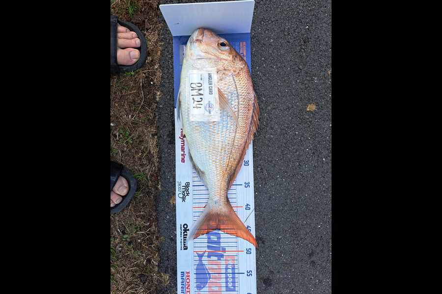 Tracey Beer caught this 45.0cm Snapper at Coromandel during The Export NZ Fishing Competition