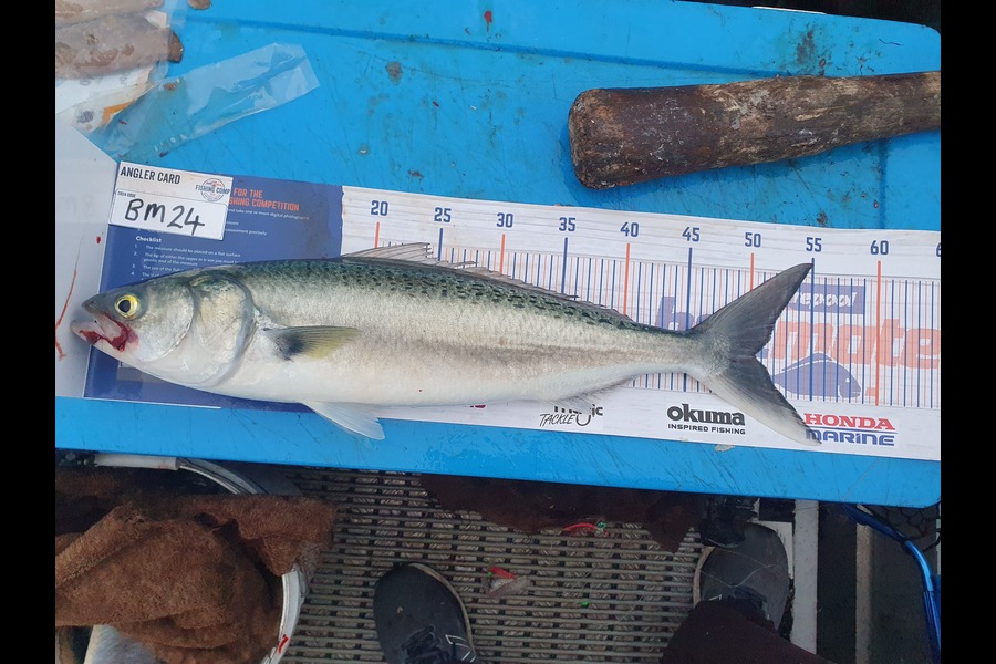 Dan Musson caught this 50.5cm Kahawai at Wellington during The Export NZ Fishing Competition