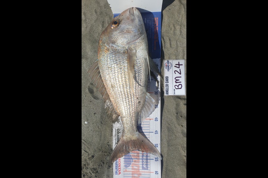 Rewai Williams caught this 52cm Snapper at Bay of Plenty during The Export NZ Fishing Competition