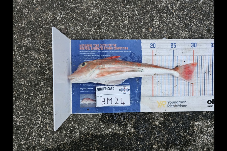 Isaac Lawson caught this 29.0cm Gurnard at Coromandel during The Export NZ Fishing Competition