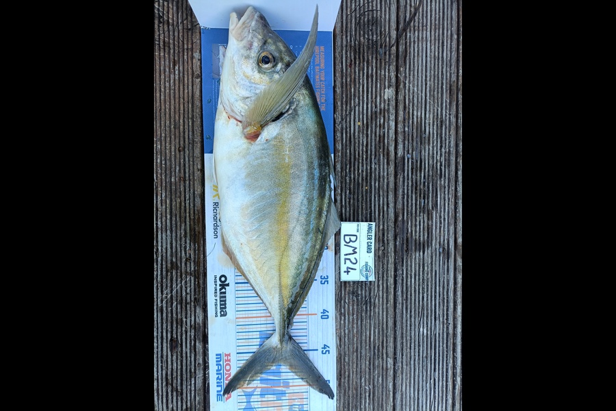 Nathan Lynn Watts caught this 45.5cm Trevally at Wellington during The Export NZ Fishing Competition