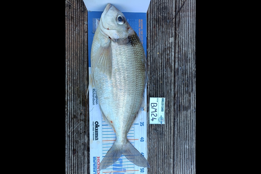 Nathan Lynn Watts caught this 44.5cm Tarakihi at Wellington during The Export NZ Fishing Competition