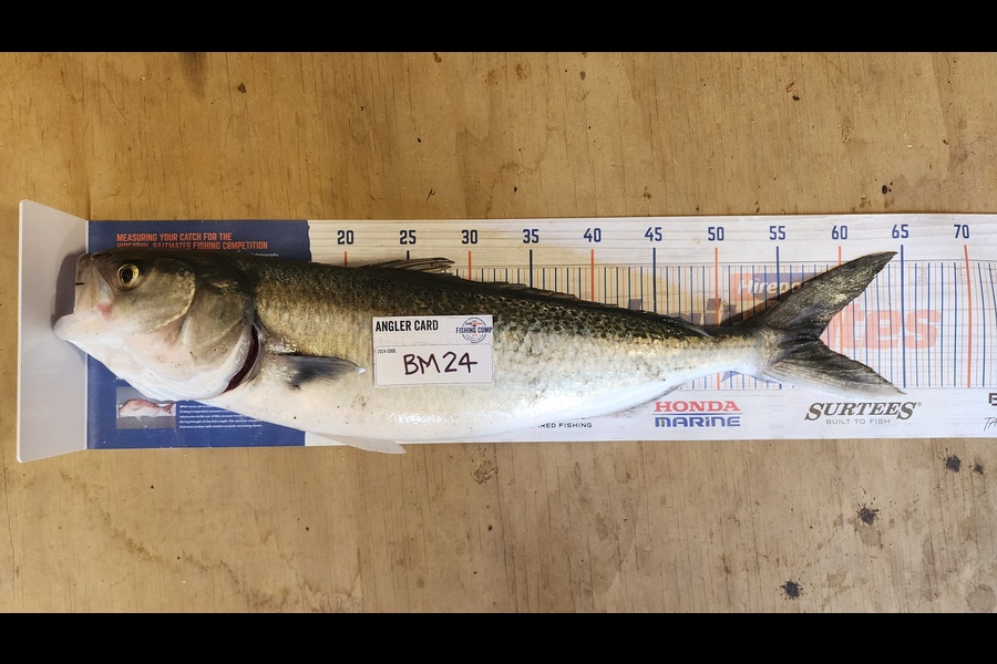 Carolyn Carson caught this 58.0cm Kahawai at Wellington during The Export NZ Fishing Competition