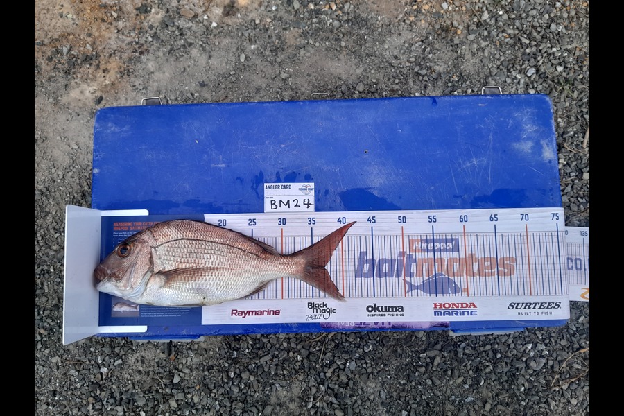 Jose Broughton caught this 37.0cm Snapper at Northland during The Export NZ Fishing Competition
