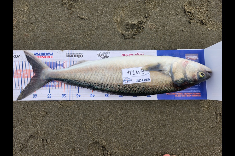 Nick Powell caught this 60.5cm Kahawai at Canterbury during The Export NZ Fishing Competition