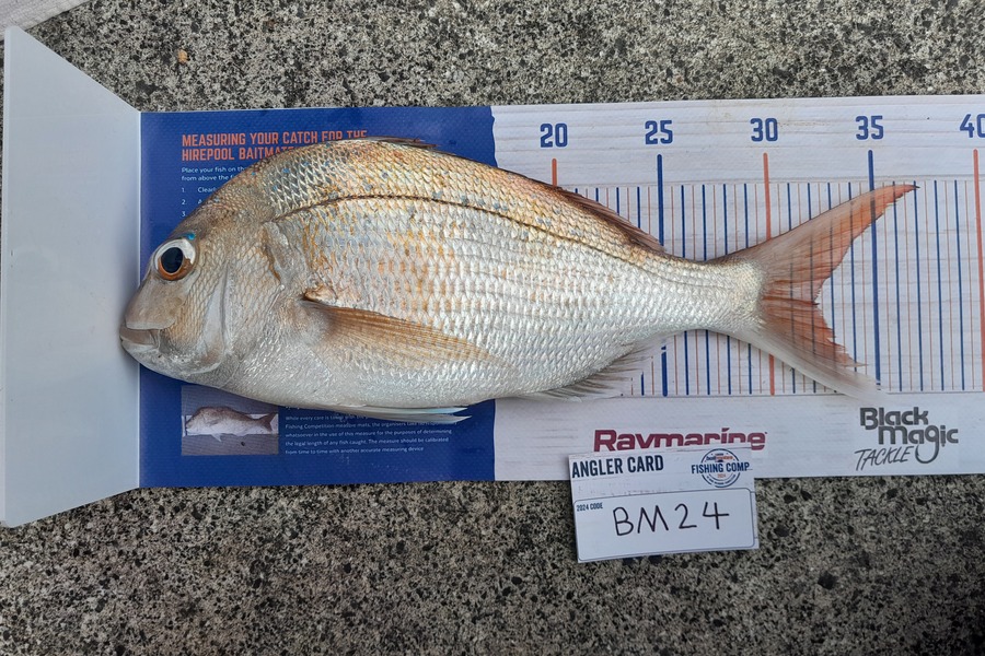 Kaden Lovegrove caught this 32.0cm Snapper at Auckland during The Export NZ Fishing Competition