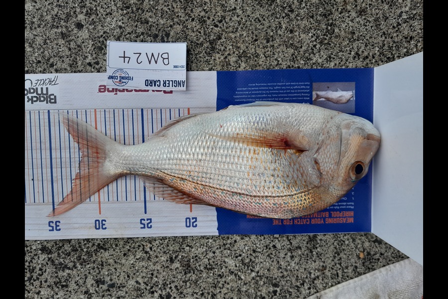 Craig Lovegrove caught this 31.5cm Snapper at Auckland during The Export NZ Fishing Competition