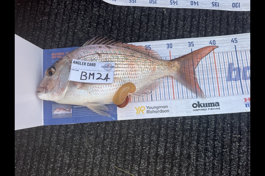 Cameron Coxhead caught this 35.0cm Snapper at Bay of Plenty during The Export NZ Fishing Competition