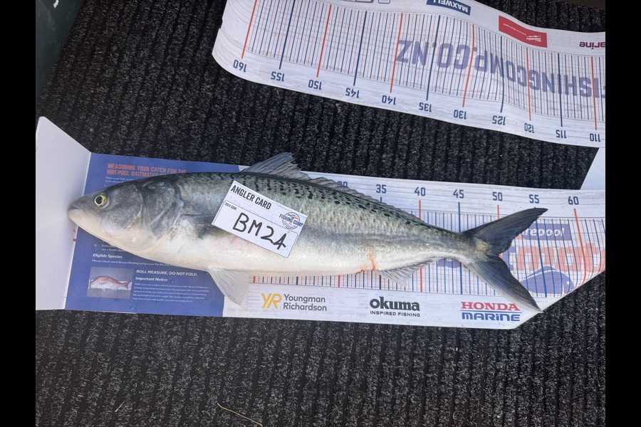 Cameron Coxhead caught this 50.0cm Kahawai at Bay of Plenty during The Export NZ Fishing Competition