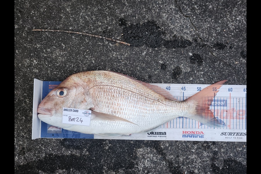 Josh Lawson caught this 53.5cm Snapper at Coromandel during The Export NZ Fishing Competition
