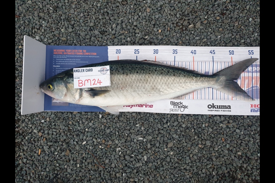 Rodney Niven caught this 50.0cm Kahawai at Wellington during The Export NZ Fishing Competition