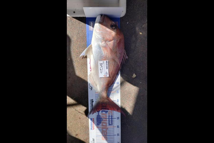 Darryn Thomas caught this 49.5cm Snapper at Bay of Plenty during The Export NZ Fishing Competition
