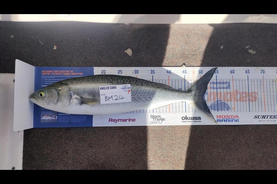 Darryn Thomas caught this 50.5cm Kahawai at Bay of Plenty during The Export NZ Fishing Competition