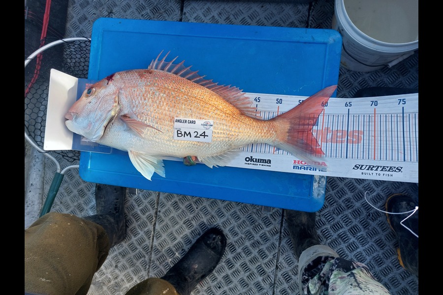 Brett Wilson caught this 57.5cm Snapper at Wellington during The Export NZ Fishing Competition