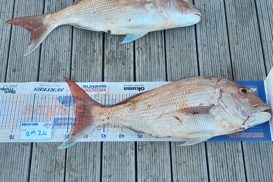 Caden Schreuder caught this 53.0cm Snapper at Northland during The Export NZ Fishing Competition