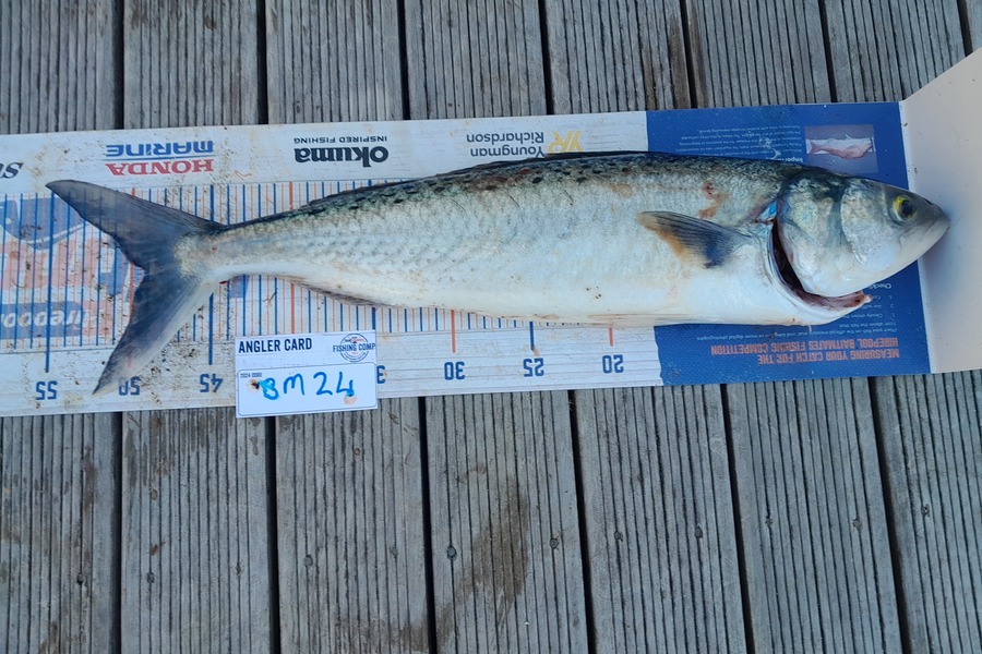 Caden Schreuder caught this 49.5cm Kahawai at Northland during The Export NZ Fishing Competition