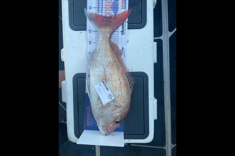Sascha Haag caught this 51.0cm Snapper at Bay of Plenty during The Export NZ Fishing Competition