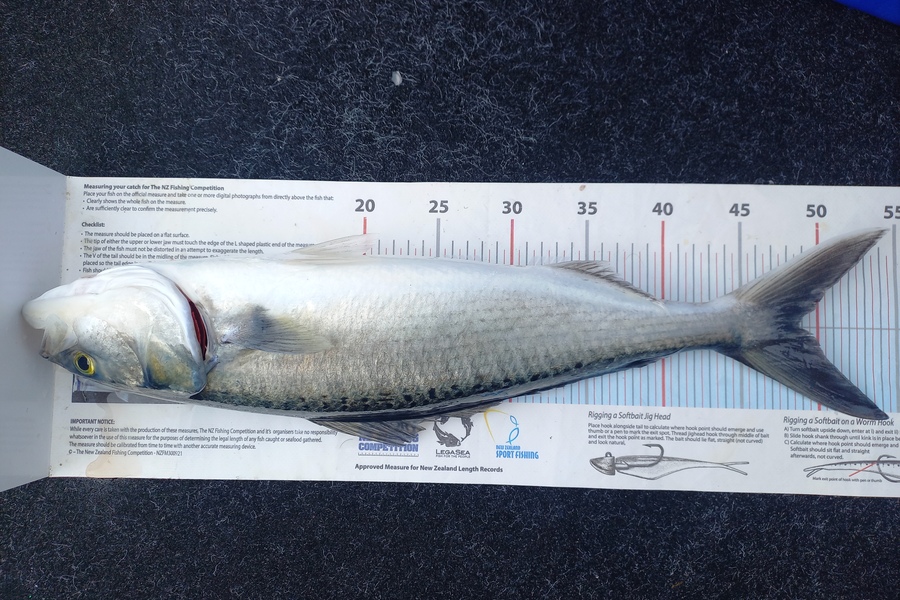 Andrew Tohu caught this 48.5cm Kahawai at Northland during The Export NZ Fishing Competition
