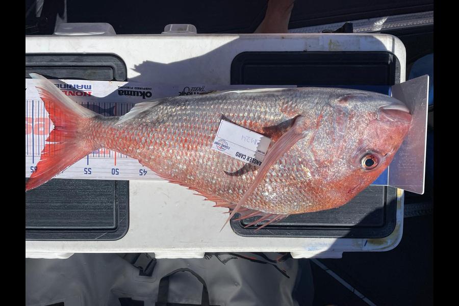 Sascha Haag caught this 61.0cm Snapper at Bay of Plenty during The Export NZ Fishing Competition