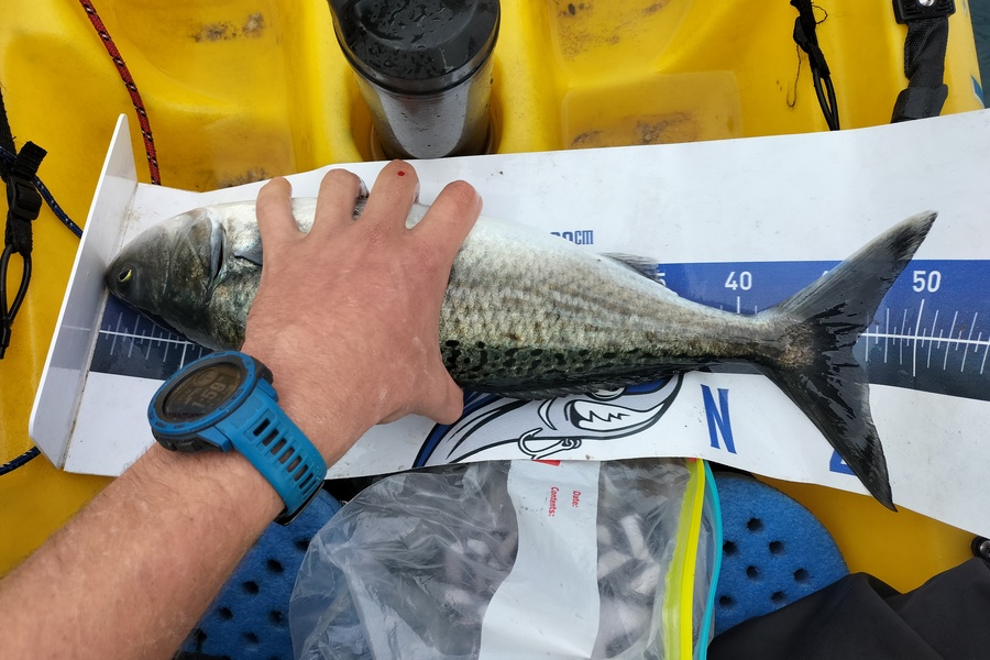 Kaleb Zivkovich caught this 46cm Kahawai at Northland during The Export NZ Fishing Competition