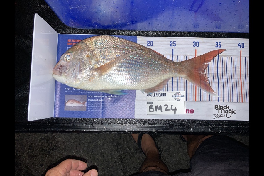 Brent Kale caught this 32.0cm Snapper at Bay of Plenty during The Export NZ Fishing Competition