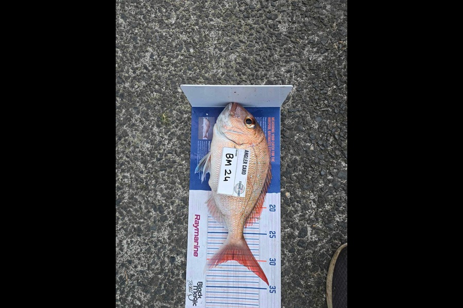Jarryd Eccles caught this 30.0cm Snapper at Auckland during The Export NZ Fishing Competition