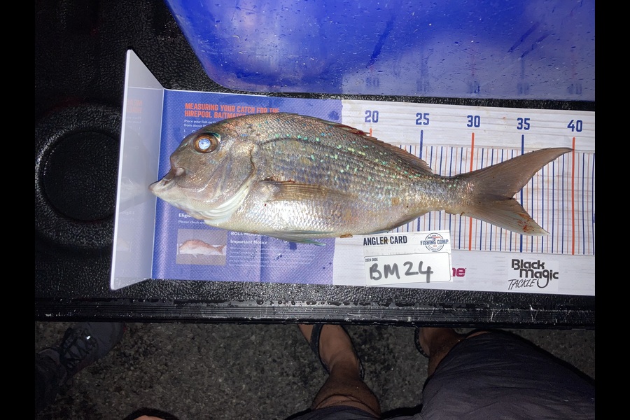 Gavin Kale caught this 34.0cm Snapper at Bay of Plenty during The Export NZ Fishing Competition