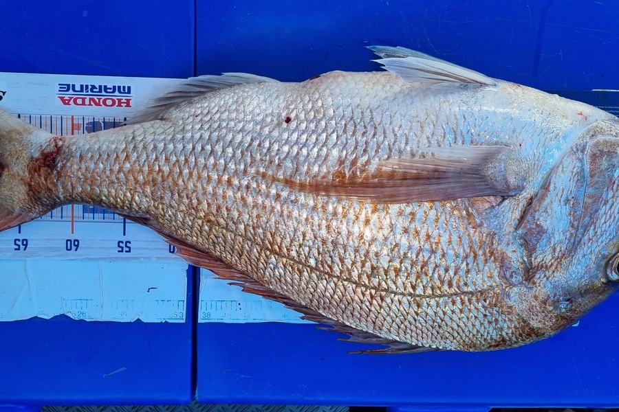 Shane  Brown  caught this 72.0cm Snapper at Manawatu during The Export NZ Fishing Competition