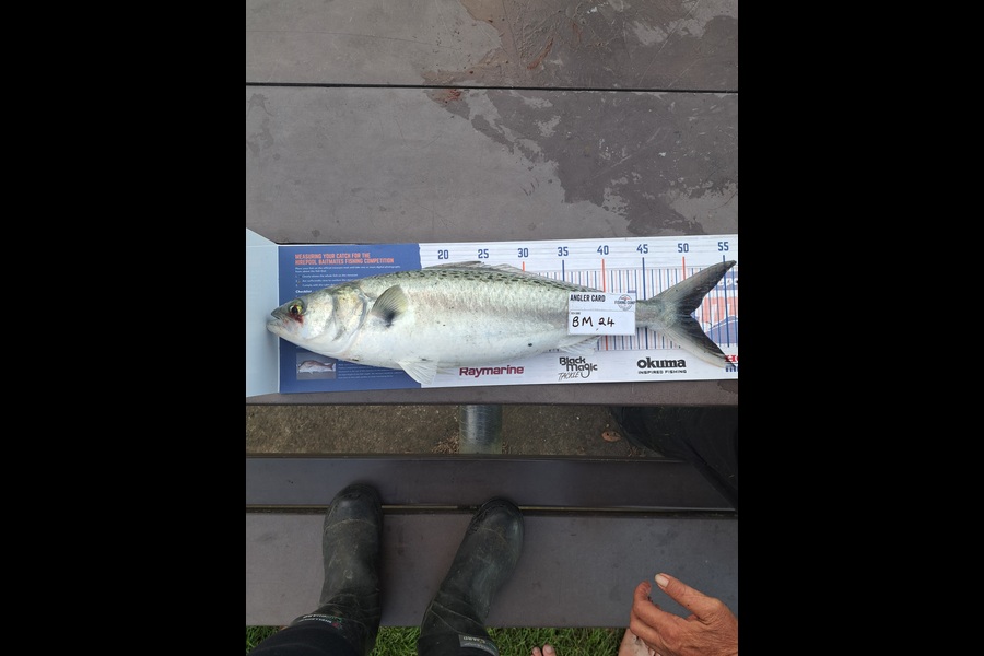 Steph Sadler caught this 50.5cm Kahawai at Taranaki during The Export NZ Fishing Competition