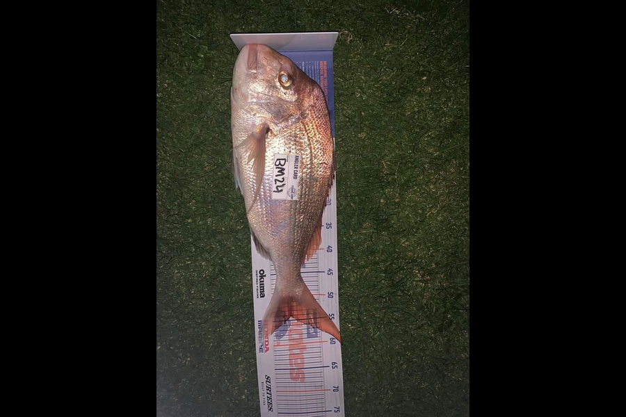 Taniora Kani rawiri caught this 54.0cm Snapper at Coromandel during The Export NZ Fishing Competition