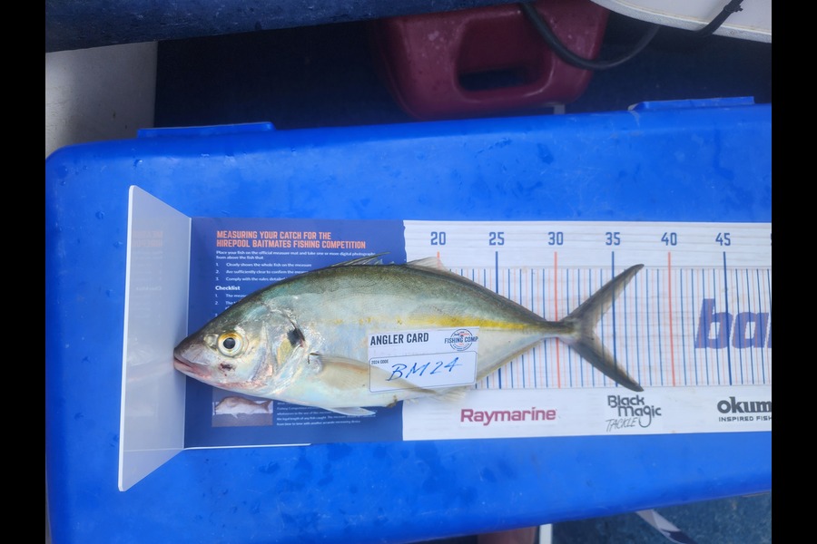Chris Blair caught this 33.0cm Trevally at Auckland during The Export NZ Fishing Competition